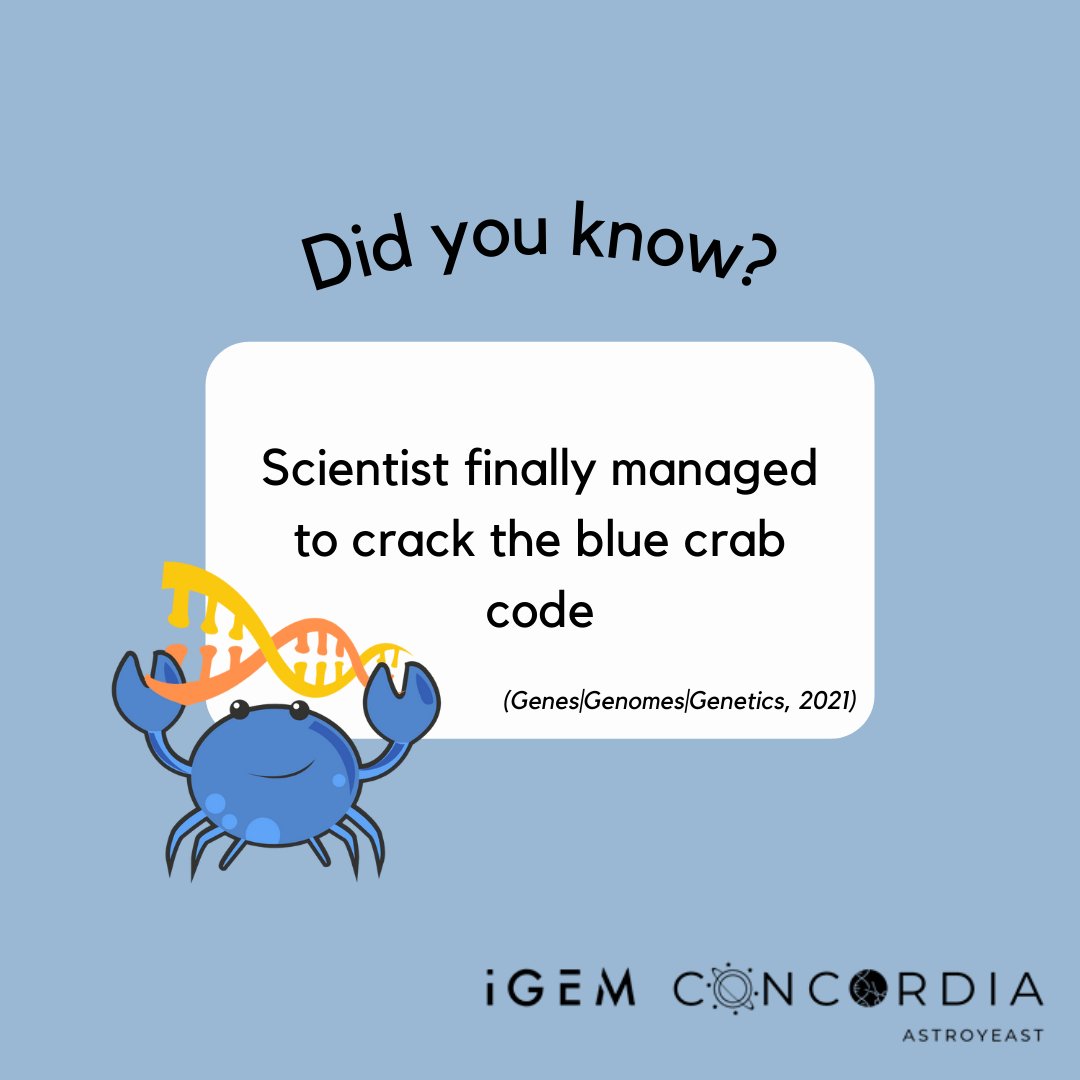 🧬Scientists finally managed to crack the blue crab code 

bit.ly/3DFs4jC
#igem2021 #concordiauniversity #csumtl #synbio #bluecrab #genome #diversity