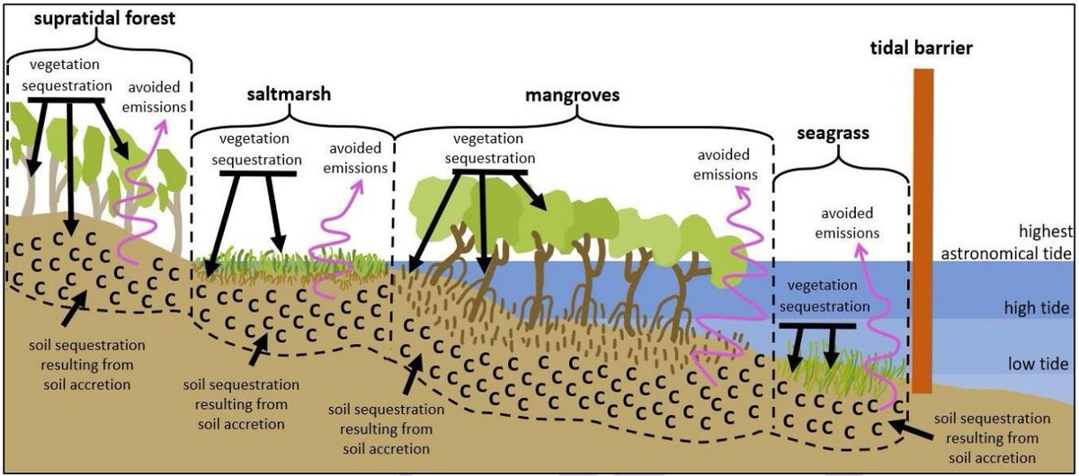 jeffkelleway's tweet image. After many years of building the science, and the hard work of many to identify and work through barriers, there is now a draft #BlueCarbon method under the Australian Emissions Reduction Fund. Open for consultation: consult.industry.gov.au/blue-carbon-me…