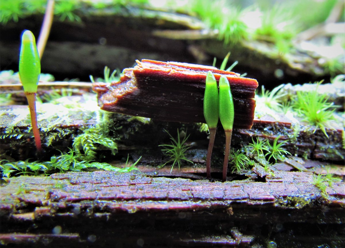 Exosia's tweet photo. Ytterligare ett område med höga naturvärden som avverkningsanmälts här hemma.

#slagetomskogen #bernkonventionen #habitatdirektivet #mossor #svpol https://t.co/ysEKjGwkzu