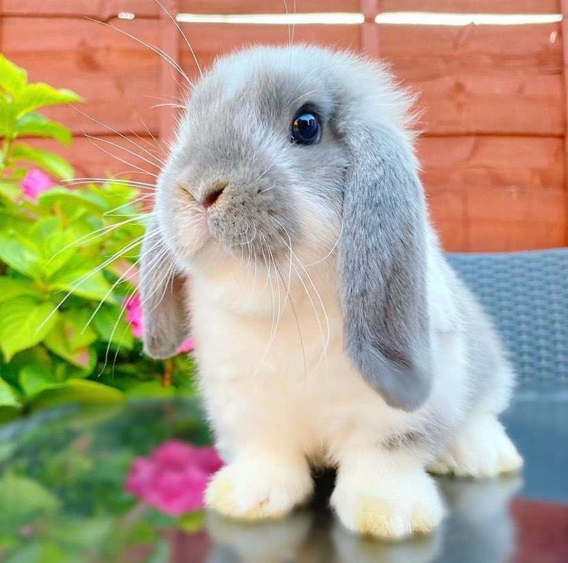 hourlybunnies's tweet photo. https://t.co/zYn1u75uQv