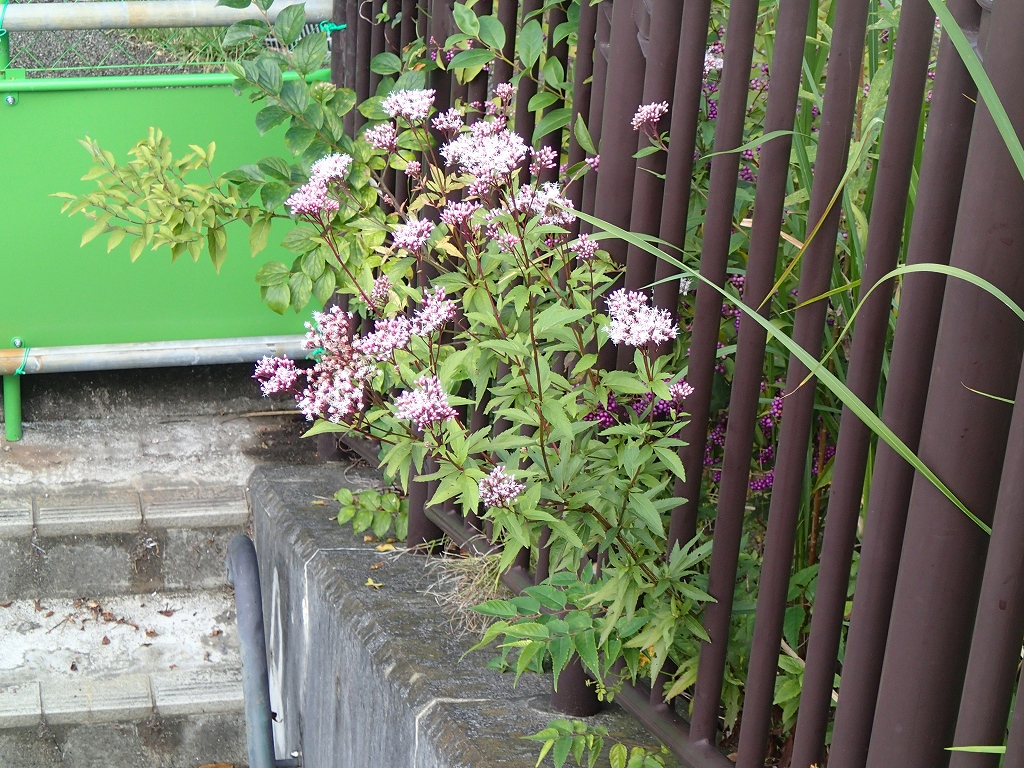 桑袋ビオトープ公園 Biotop Park تويتر