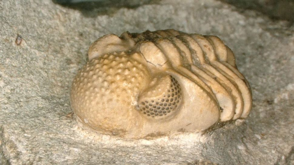 CaraSantaMaria's tweet photo. This trilobite was equipped with a 'hyper-eye' never seen before in the animal kingdom. 👁
#AnimalKingdom #Trilobite #AnimalSpecies #Hypereye #Phacops #AnimalEyes
https://t.co/QZJuL9nm9l via @LiveScience https://t.co/gfM22slsyn