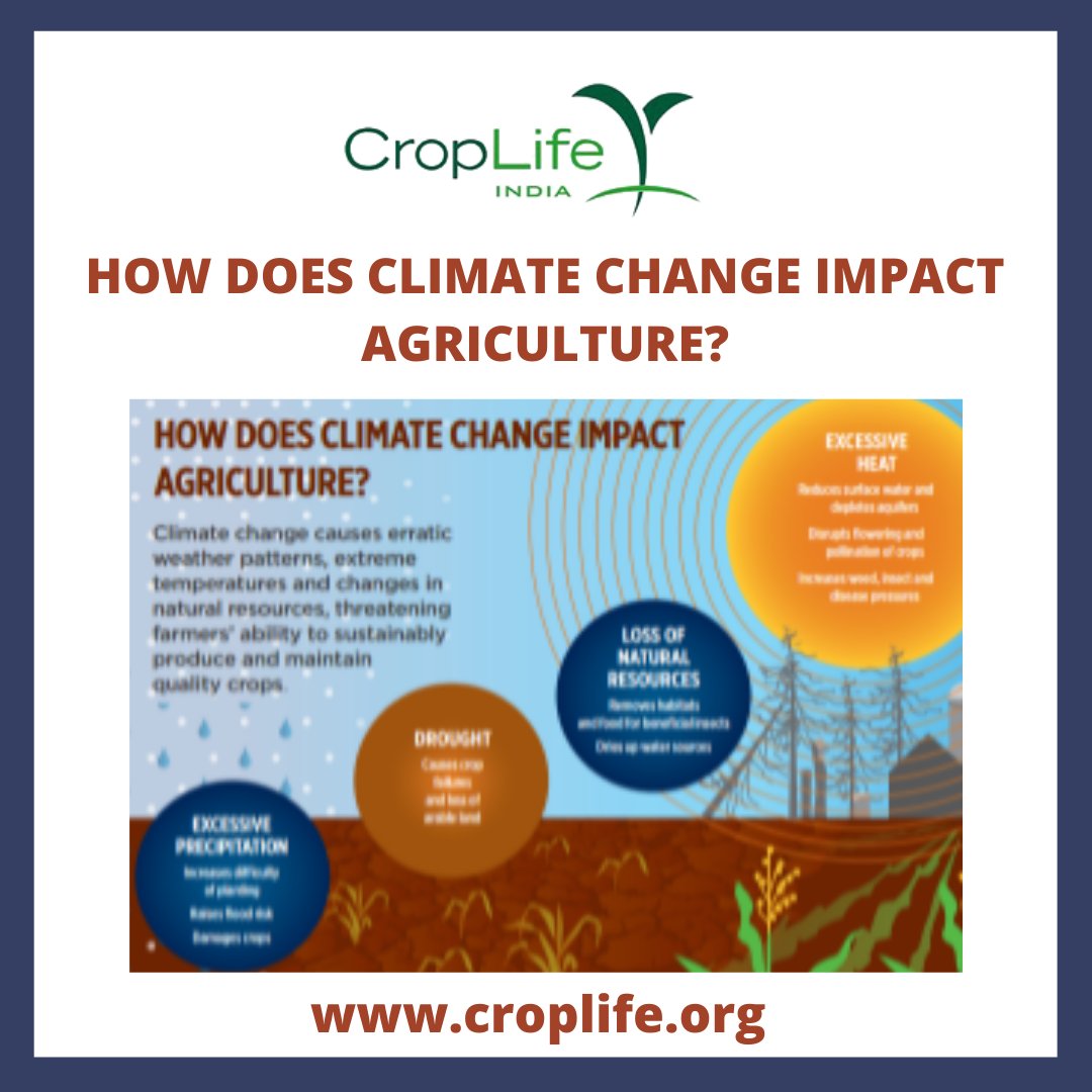 CropLifeIndia's tweet photo. HOW DOES CLIMATE CHANGE IMPACT AGRICULTURE? #croplifeinternational #croplifeasia #Dhanuka_agri #Syngenta #BASF #Bayer #PIINDLTD https://t.co/rM35uZdhDo