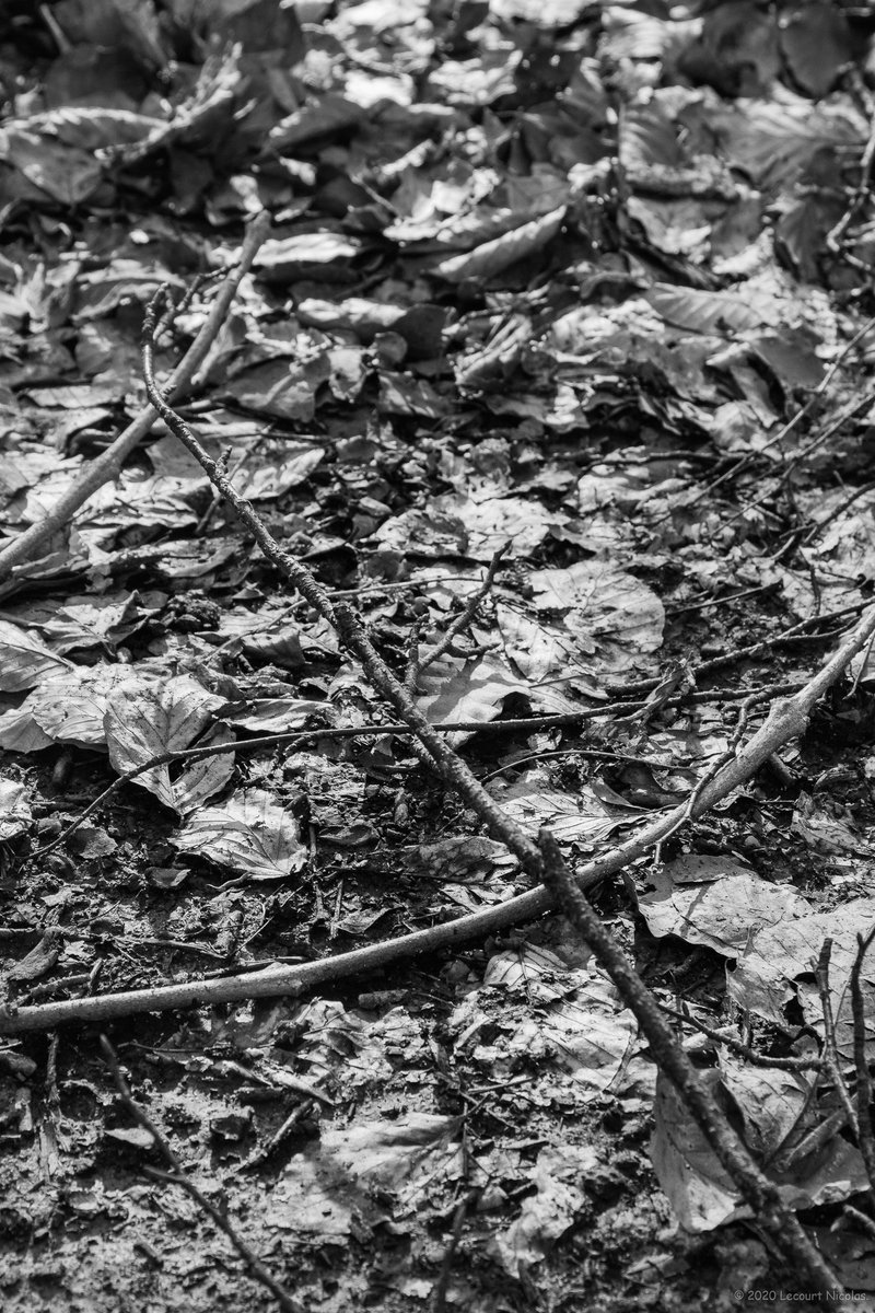 NL_Photographe's tweet photo. Photo « Sol d’automne »

https://t.co/1ssk8zRatP

© 2021 Lecourt Nicolas.

#autumncolors #automnestyle #naturephotograph #automne #forest #naturephotos #explore_wildlife #LecourtPhoto #naturepicture #autumn #foret #naturecolors #natureperfection #bestnatureshot https://t.co/fF0ZkY8kUV