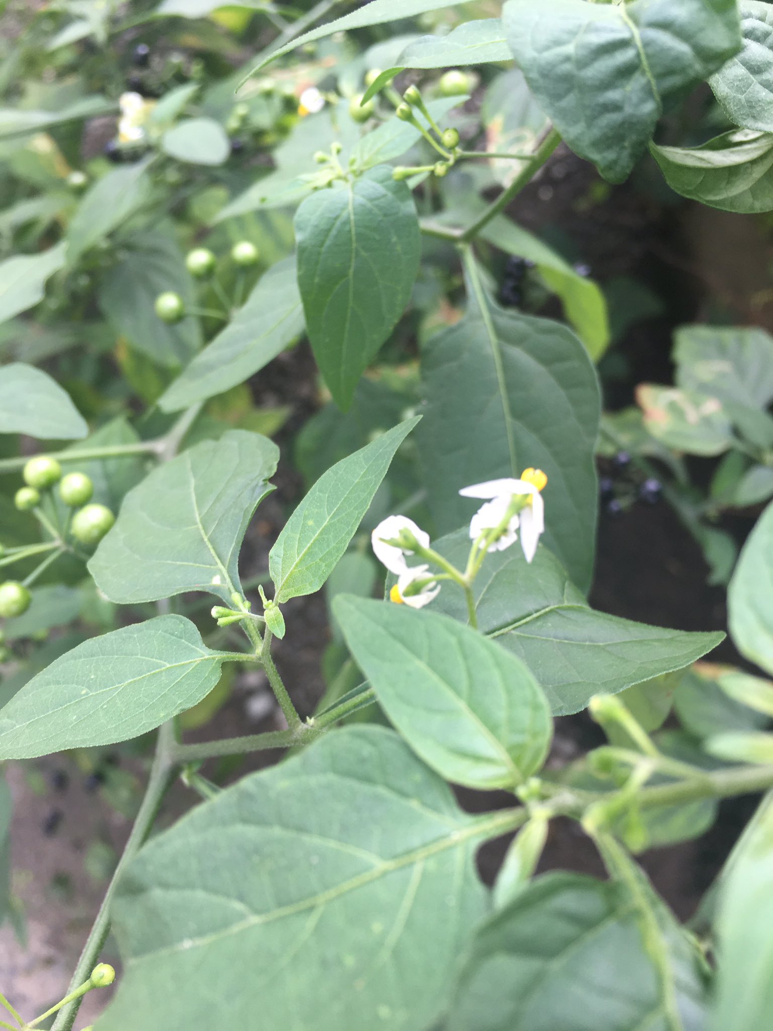 いけ イヌホオズキ 別名バカナス ホオズキやナスに似ているけど食べられないからマジで要らぬ という 昔の人 有用植物以外の扱いが酷くないか 雑草 T Co Bul2eikz8m Twitter