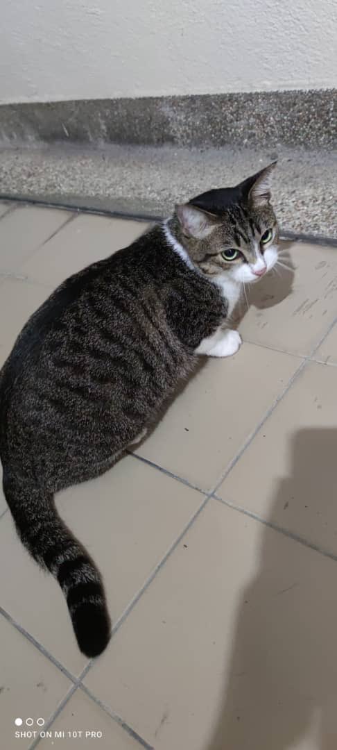 Nisa_JCW's tweet photo. Salam semua..Nak minta tolong cari kucing saya..Dia hilang 2 minggu dah…x tau nk cari kat mana dahhh😭😭😭😭😭 Last seen dkt tangga tingkat 1 blok P..Nama dia Nana.betina dh kena kasi.
Lokasi :Seri Maya Kondominium,Setiawangsa,KL
#kucinghilang
#missingcat
#manaNana😭 https://t.co/v5SAEc63bh