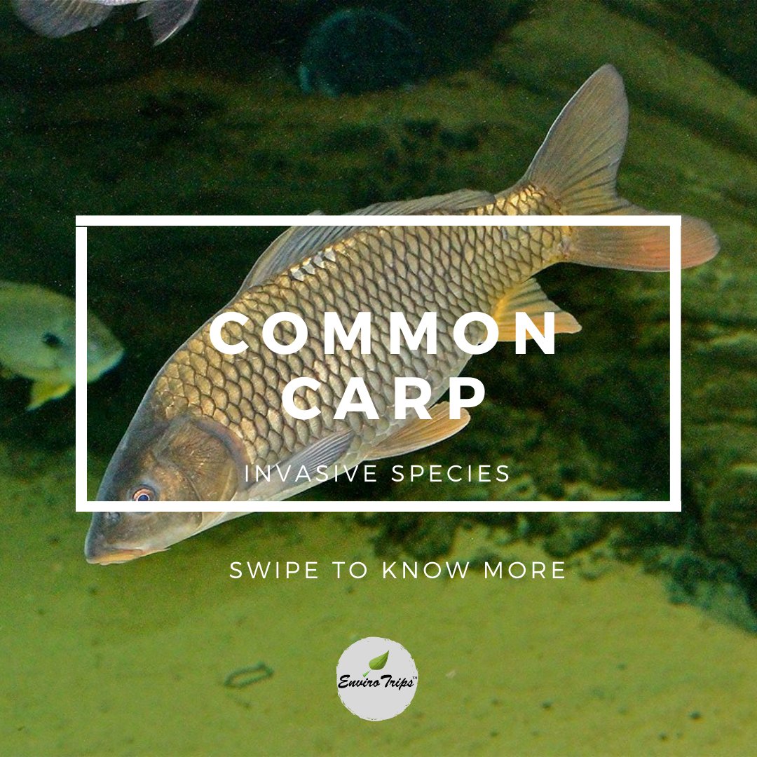 ENVIRO_TRIPS's tweet image. COMMON CARP:

• In perennial ponds, the disadvantage lies in its prolific breeding where it upsets the proportion of the different species and at the same time a large number of small mouths compete for food, space and oxygen.

#commoncarp #invasivefish #invasivespecies