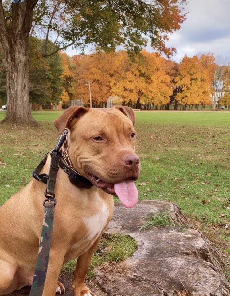 _KTMAY's tweet photo. #CareCreditSweepstakes  enjoying the fall weather! https://t.co/AVTBaDxBDI