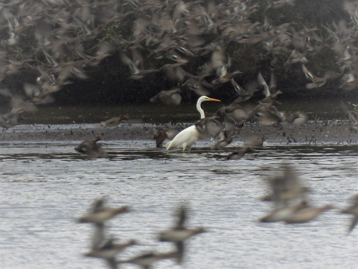 mattsimmbino tweet media