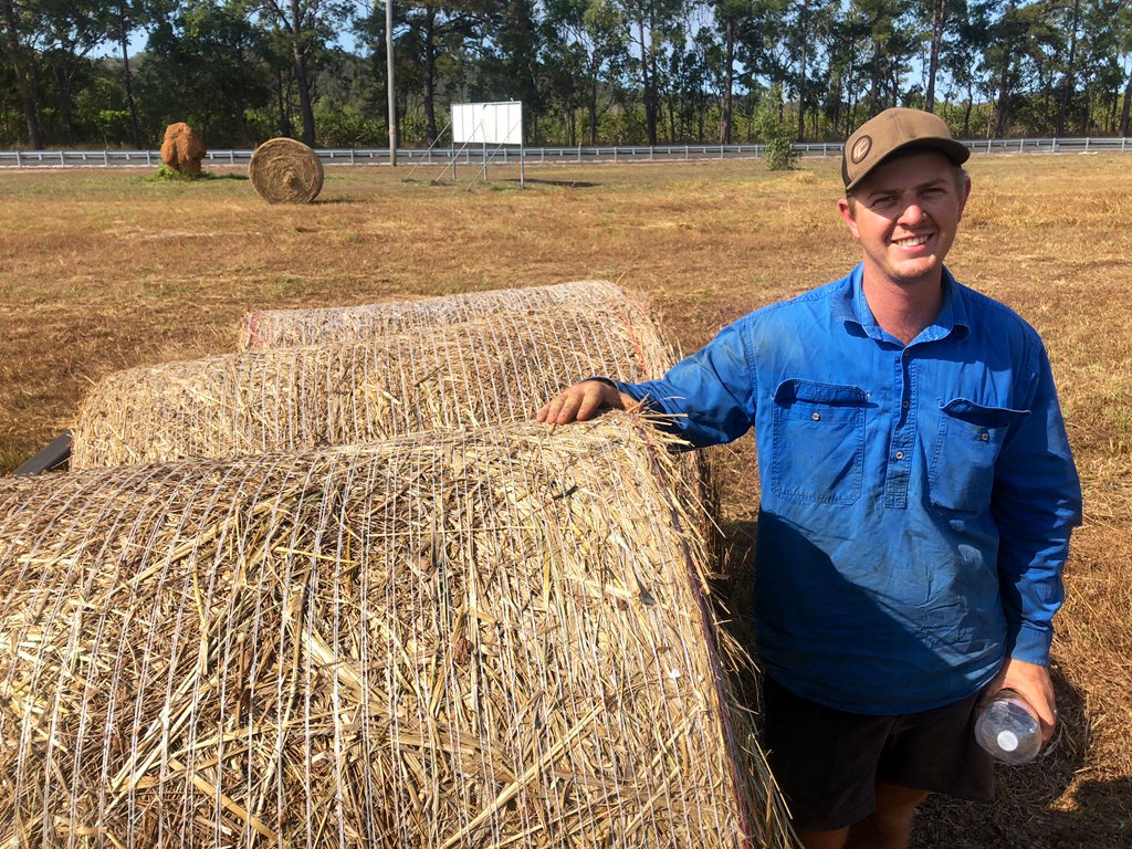FarOutQld's tweet photo. Baling hay, mulching avos and buying cattle in a red hot northern market, you’ll love these insights from the paddock and saleyard at #Mareeba 🌾🥑🐂☀️#RuralReport https://t.co/FOvWMzMwrv https://t.co/RUfIDAIbu1