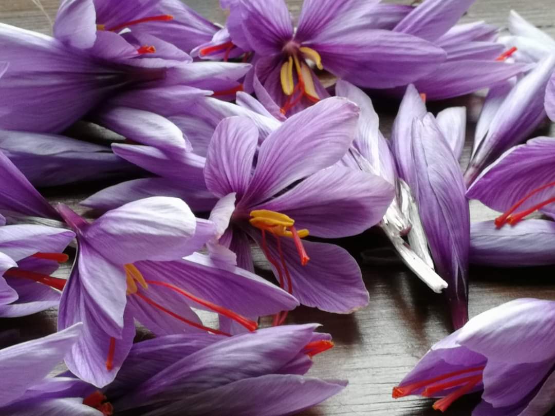 TurinItalyGuide's tweet photo. Here's a wonderful article about the most expensive spice in the world, Saffron. Discover some of its history, uses &amp; indulge in the recipes created by @f_gilbey:
https://t.co/VslVIeIaGA #Saffron #langhesaffron #altalanga #risottomilanese #foodies #saffronrecipes #zafferano https://t.co/FOajcjVc4D