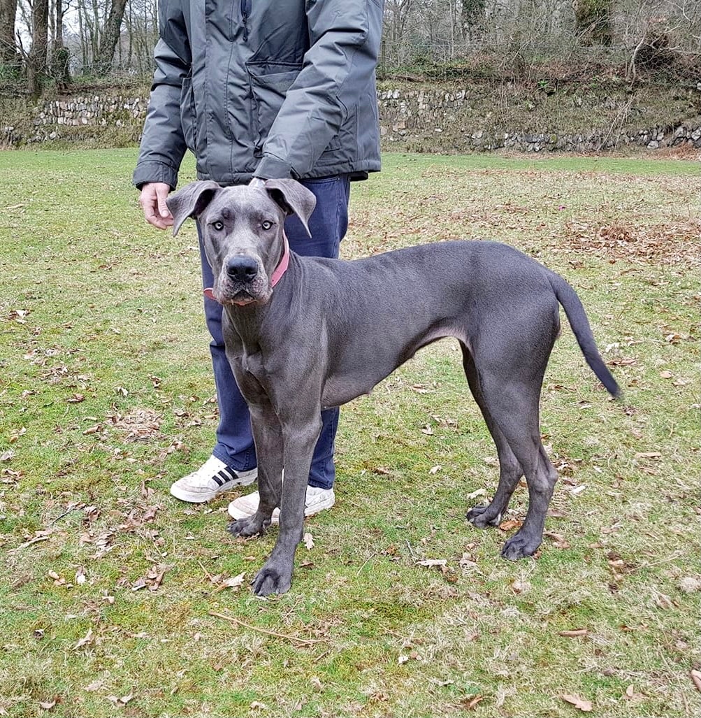 RoyDogBehaviour's tweet image. Such a beaut! 💙

“Worked on my Dane for 1.5 hrs . She was like a different dog no more aggression ,never seen a turn around so quickly from me fearing she would bite to calmly relaxing in just 1 session.  All i can say is give them a try thanks *******” - 
John