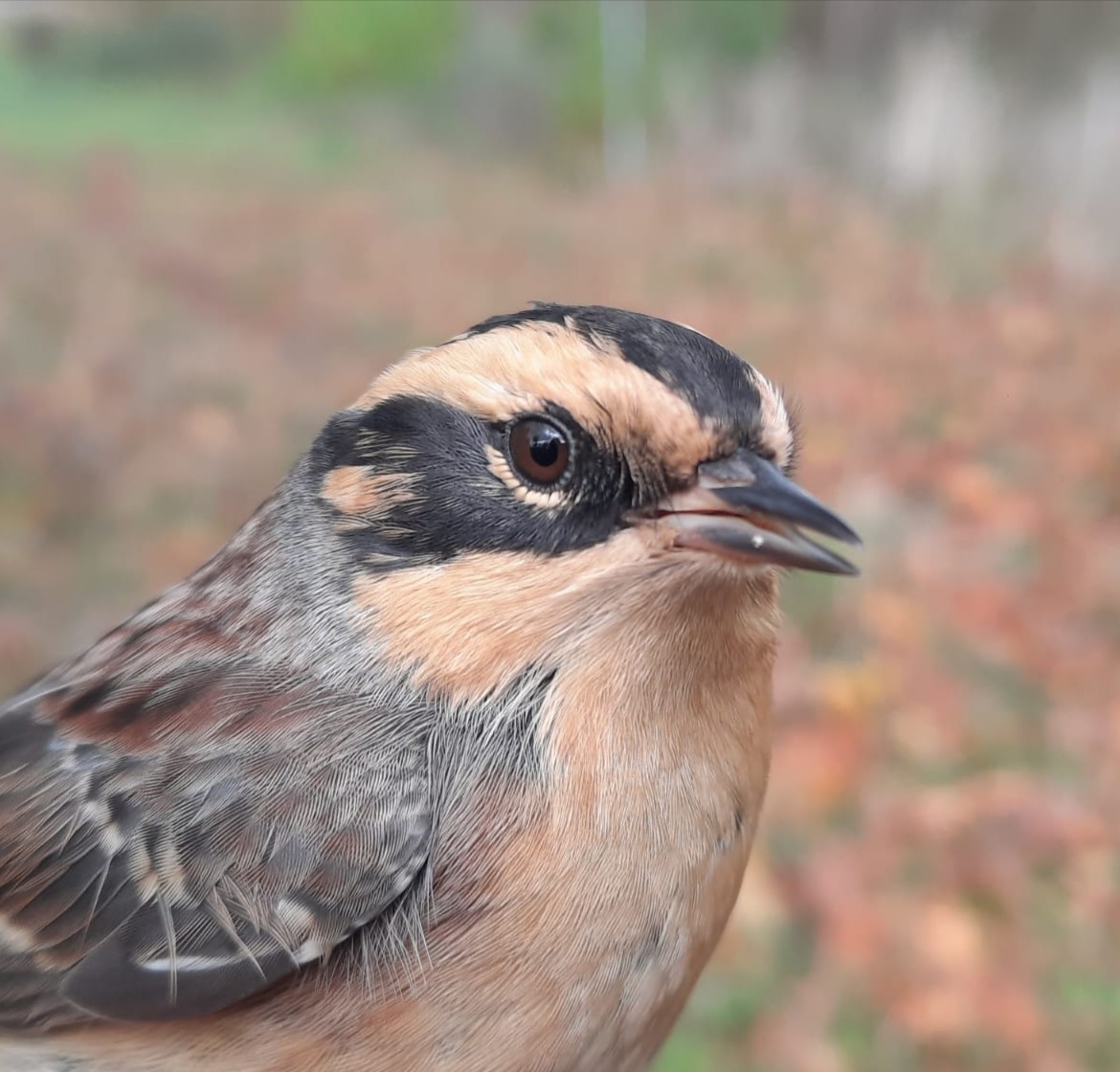 birdinglatvia's tweet photo. Here we go!!! 12th for Latvia Sib Accentor trapped and ringed today at Birzgale surroundings, Ogre county (C Latvia). Ringer &amp; 📸 © D. Boiko @TarsigerTeam @westpalbirds @dutchbirding @LeeEvansBirding @TimsBirding https://t.co/Ln4YqQioFG