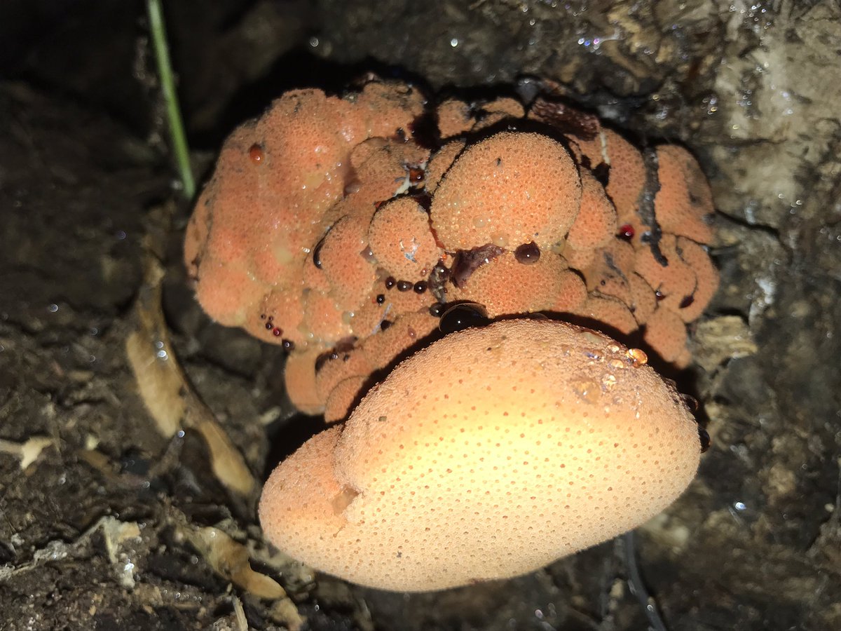 treeruss's tweet photo. When an anamorph becomes a telemorph, was it:
always a (misformed) telemorph;
recently fertilised;
a separate individual?
Presumably the former in this case? But ascomycetes like Kretzschmaria often fruit first anamorph then telemorph in the same place on the same tree. #anamorph https://t.co/IMMFWn2B7P