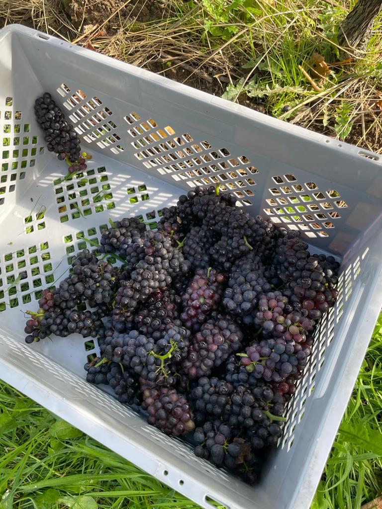 cowdraypolo's tweet photo. A spectacular harvest celebration with our friends at
@nyetimber this week! Including a delicious lunch by
@jacarandacater and the finest English Sparkling Wines - our favourite of which was definitely the glorious Tillington Single Vineyard.
#MadeGlorious #PerfectlyBritish https://t.co/roEHvIafRI