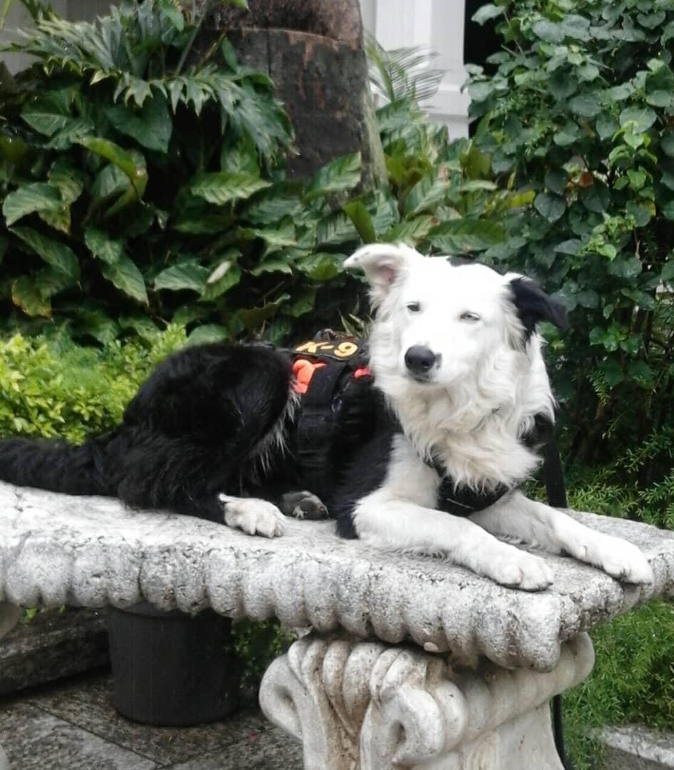 #Caracas La unidad K9 del equipo de rescate kSAR ECID necesita ayuda. Tsunami resultó herida ayudando durante la explosión de la bombona en Artigas, se está recuperando pero necesitan apoyo con perrarina para los otros wawaus q están entrenando. Tlf Contacto +58 414-2743515