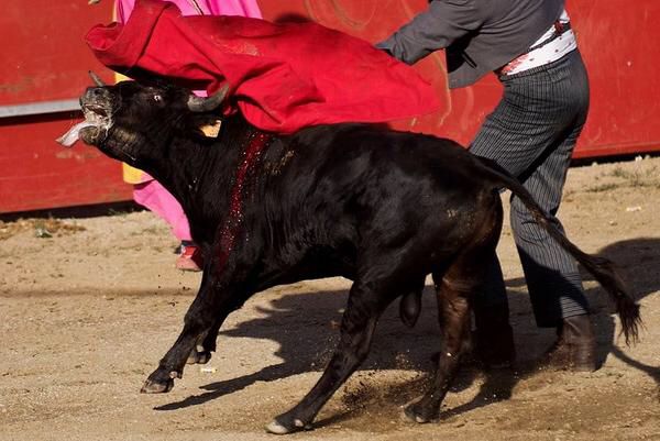 GladiadoresPaz's tweet photo. La máxima expresión de crueldad de la tauromaquia son las becerradas 💔
Crías de toro son torturadas por inexpertos que clavan banderillas y espadas en sus cuerpos pequeños y débiles. 
¿Hasta cuando seguirán estas salvajadas?
#BecerradasNuncaMás 
@sanchezcastejon @pablocasado_ https://t.co/pM0zT9Fz6r
