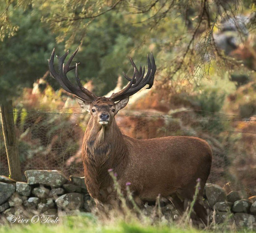 The Grand Master of County Kerry. A magnificent 21 Red stag and believed to be the largest Red stag ever seen in Killarney National Park photographed in a remote area this morning by #PeterOToole