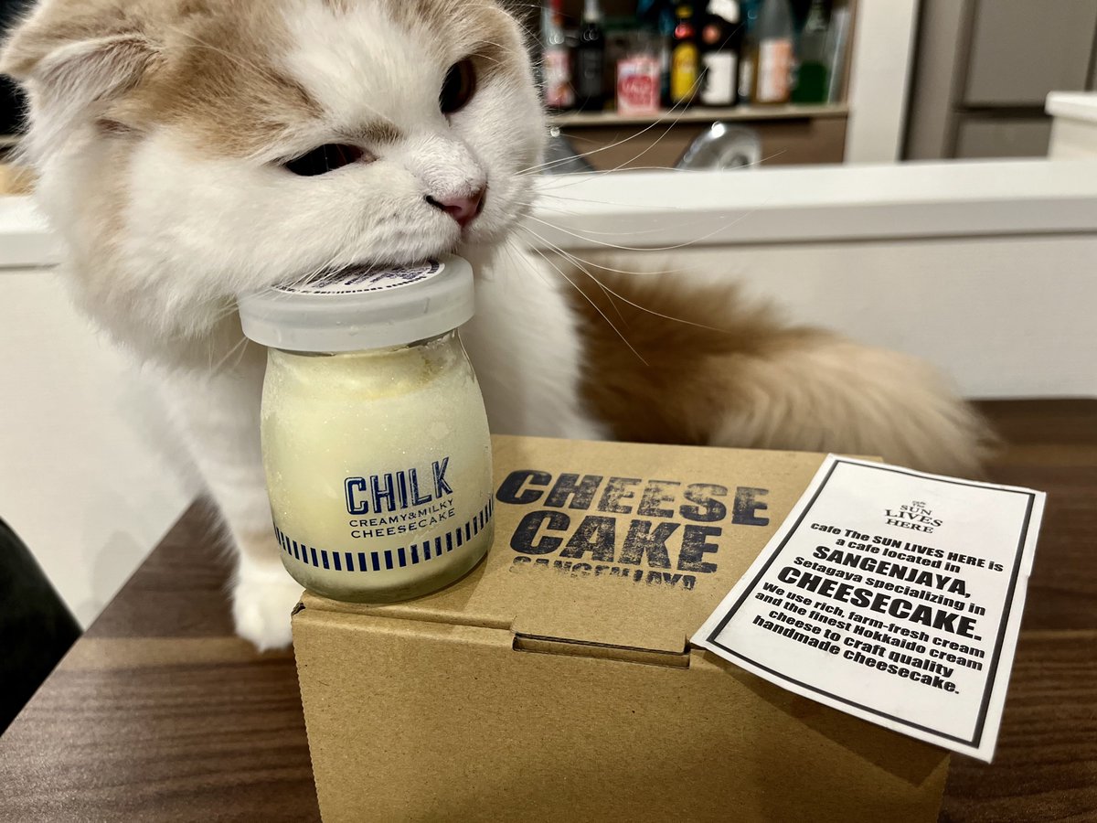 _moca_1222's tweet photo. なんでも食べたいモカさん🧁🍭

#猫　#猫のいる暮らし　#ネコチャンカワイイ　#スコティッシュフォールド　#猫好きさんと繋がりたい　#今日のモカくん　#CHILK https://t.co/FeklqEz9X0
