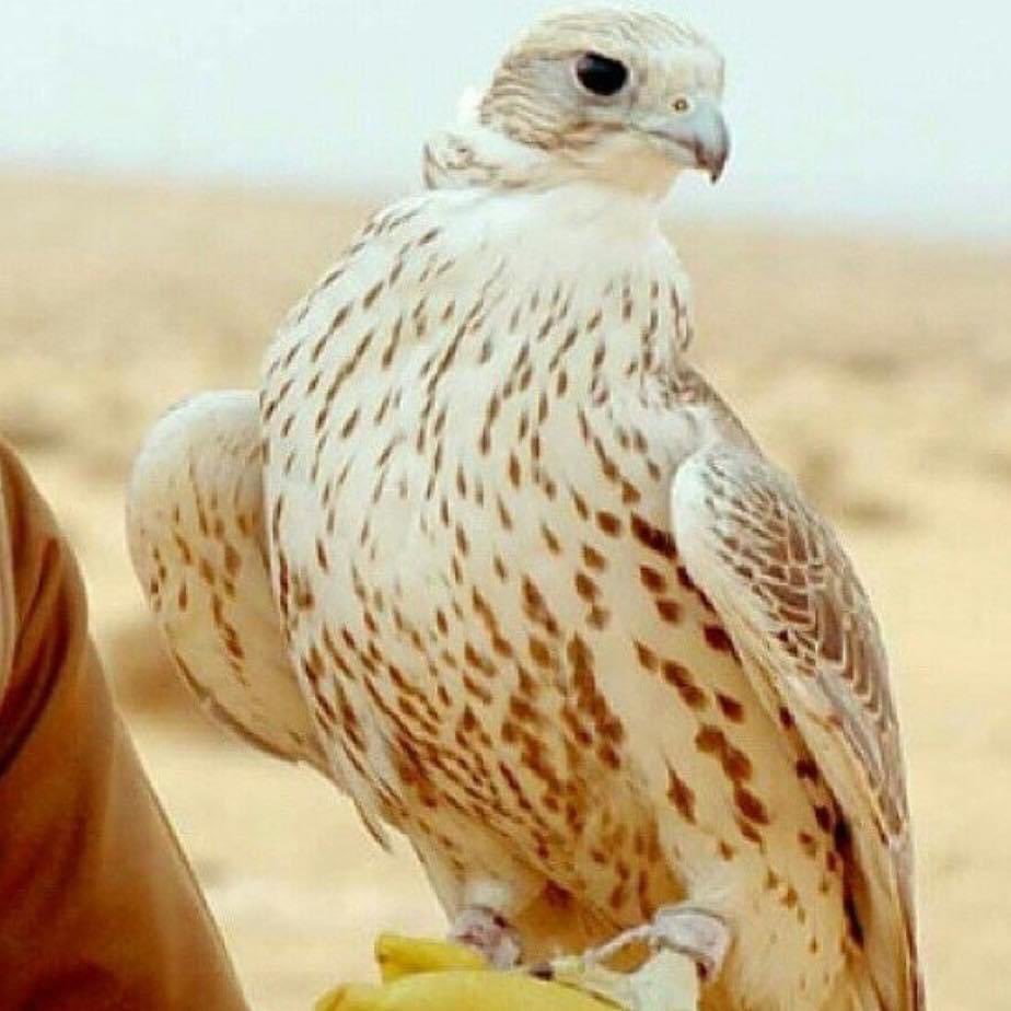 كل طــير ومثل جنسه له نديـــم
ماتخاوى الحـــر مع طير النعـــام

العرب مثل. المـــعادن. يافهـــــيم 
معــدنً طيب ومعــــدن .مايســام