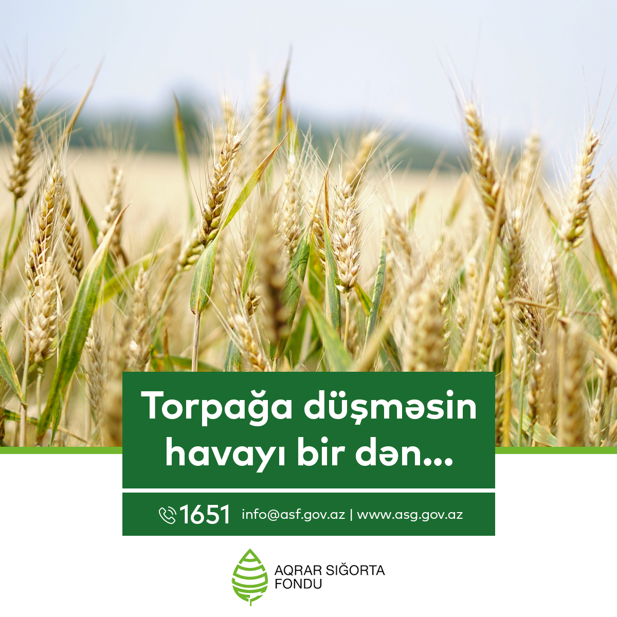 Hazırda payızlıq taxıl əkinlərinin qızğın vaxtıdır. 🌾
10 hektardan artıq buğda və arpa sahələri üzrə subsidiya alınması üçün fermerlər bu sahələri Aqrar Sığorta Fondunda sığorta etdirməlidirlər.

➡️ bit.ly/3BxC4uj 
☎️1651

#ASF #Aqrarsigorta #Fermer #Bitkicilik #Taxil