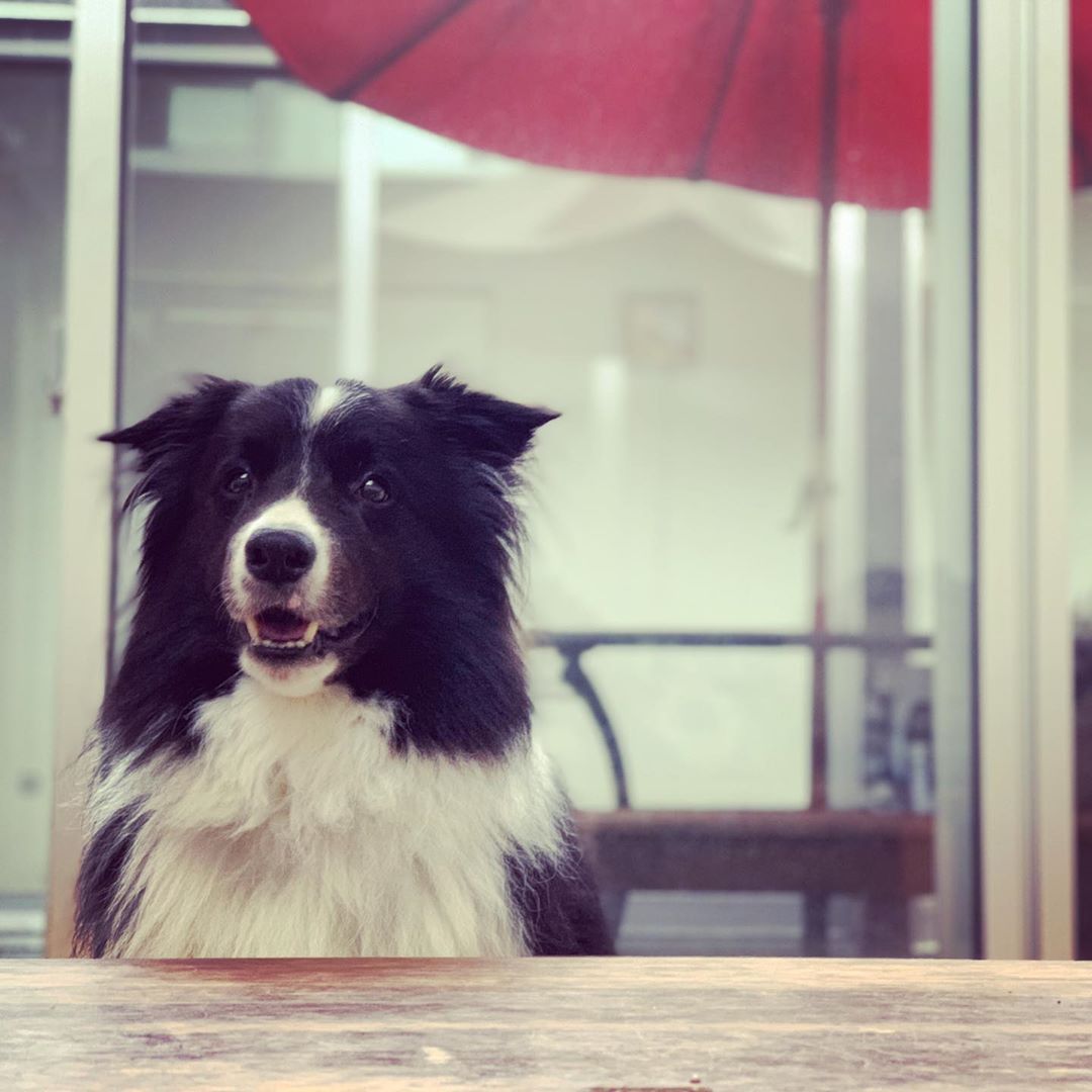 _Dog_Party_'s tweet image. #cute #dog #dogs #DogParty #DogsOfTwitter #DogsOnTwitter #doglover #woof #bark #pup #puppy #ilovedogs