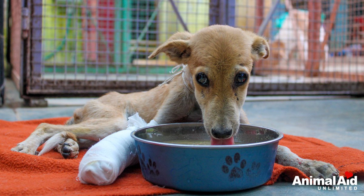AnimalAid_India's tweet photo. Meet little Romper, who has recently arrived with an infected front leg wound. He's getting medicine, daily wound dressings, plenty of food &amp;frolicking around with new friends. We will show you his healed photos when he's ready to go conquer the world again. #animalrescue #india https://t.co/QEFDAMXLJ1