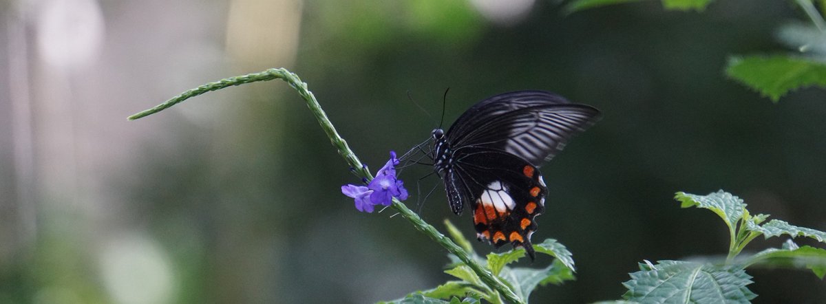 The Geneva Dialogue featuring <a href="/WWF_DG/">Kirsten Schuijt</a> takes place on MONDAY 18th!
 
🌎 As Director General of <a href="/WWF/">WWF</a> Marco Lambertini works with world leaders, corporate executives &amp; civil society to forge a future where people &amp; nature thrive.
 
Register  ➡ lnkd.in/gKvSwi-R