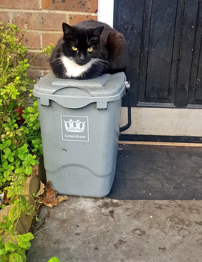 BinAnimals's tweet photo. Two stage food waste disposal trialled in #TheSham 

#Ladywell #SE13 20/10 for sustainability and neatly tucked paws @thecatreviewer https://t.co/Vo6Ir047IB