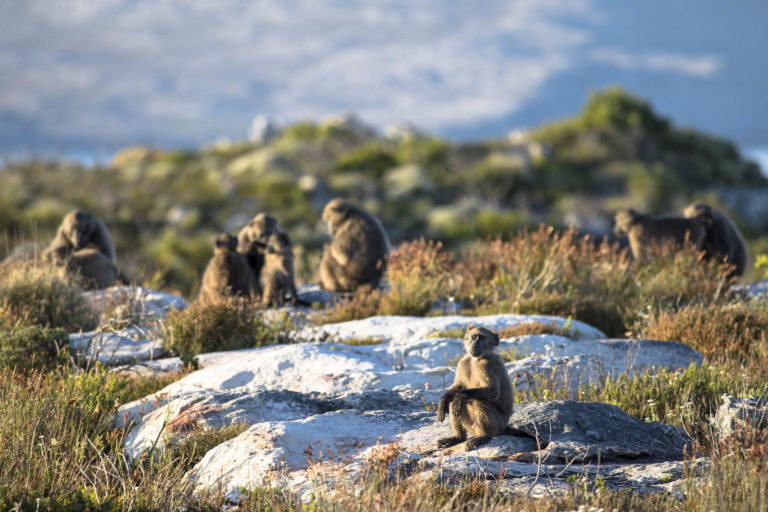 billboardsa's tweet photo. Managing your waste so that baboons do not pay you a visit!

Read more: https://t.co/p5BitXHcHt

#Baboons #Waste #Recycling #Environment #CapeTown #SouthPeninsula #Simonstown #Kommetjie #WelcomeGlen #BillboardSA https://t.co/QFWXwi2reW