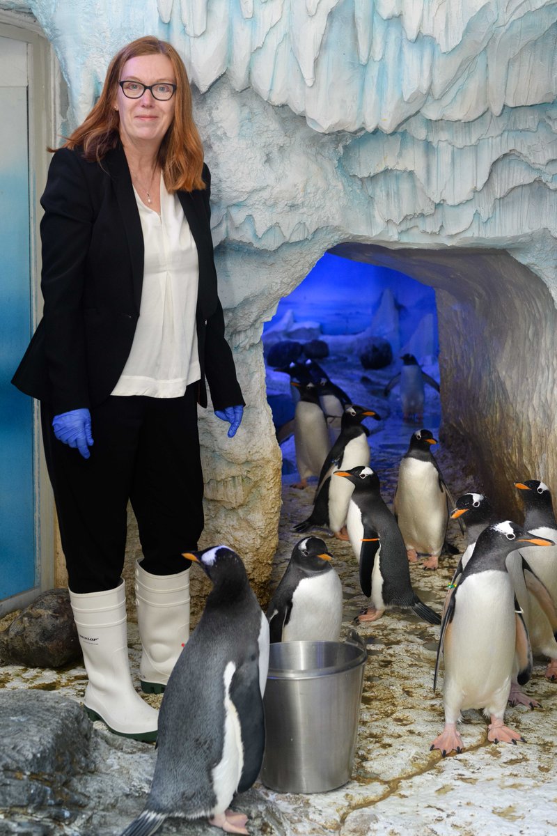 When Sarah met Gilbert! 🐧 

Yesterday at the @london_aquarium, Prof Dame Sarah Gilbert, of the #OxfordVaccine team, visited the Gentoo penguin who was named after her!

Five month-old Gilbert is one of two females born as part of an ongoing captive breeding programme.