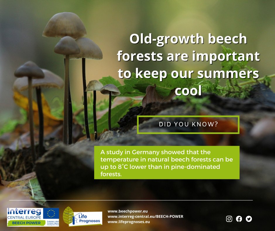 BEECH POWER tweet media