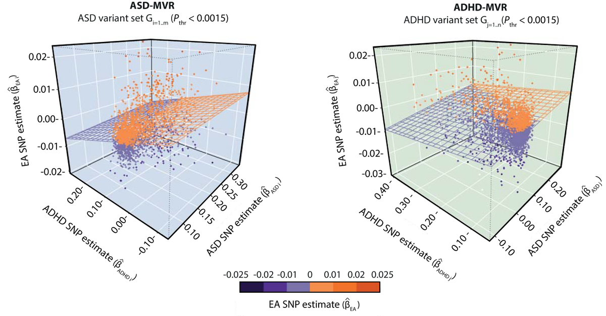 bstpourcain's tweet photo. Great @ellennverhoef presented yesterday our work @MPI_NL on the genetic overlap of educational attainment, ASD and ADHD (#iPSYCH), implicating polygenic pleiotropy: Shared Risk Alleles With Discordant Polygenic Effects. ADHD session (13 Oct) at #WCPG2021. Well done Ellen! https://t.co/RqXbrLENZY