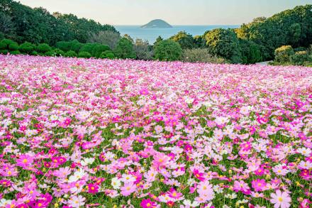 visit_fukuoka's tweet photo. ちなみに...1枚目のコスモスの開花状況です🌸見ごろは来週以降になりそうです！
#のこのしまアイランドパーク

←満開時　　　　　　　10/14撮影→ https://t.co/Ntf3yWokdK