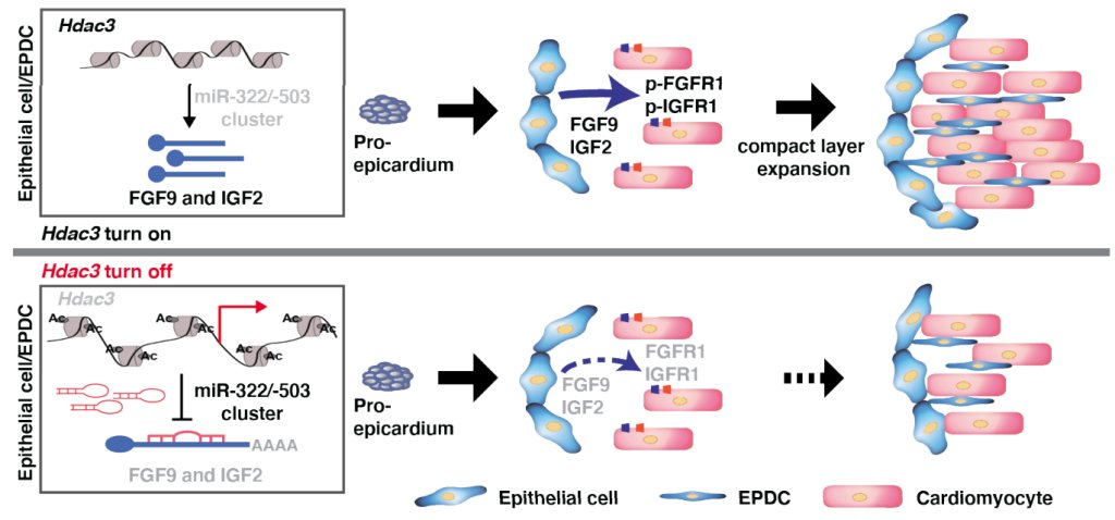 preLights (@prelights) on Twitter photo Deciphering the epicardial signals that promote myocardial growth
<a href="/ab_meier/">Anna Meier</a> highlights a preprint by <a href="/JihyunJang_JJ/">Jihyun Jang</a>, <a href="/Deqiang8/">Deqiang Li(DQ)</a>, and colleagues.
prelights.biologists.com/?p=30806 Deciphering the epicardial signals that promote myocardial growth
<a href="/ab_meier/">Anna Meier</a> highlights a preprint by <a href="/JihyunJang_JJ/">Jihyun Jang</a>, <a href="/Deqiang8/">Deqiang Li(DQ)</a>, and colleagues.
prelights.biologists.com/?p=30806