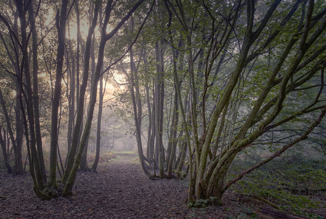 artgurucouk's tweet photo. Good morning #Wellbeing #NaturePhotography #nature #Everdon @NHFTNHS @ourNHCP @LPTnhs @rcnnorthampton @wildlifebcn https://t.co/OxPVS1bmBD