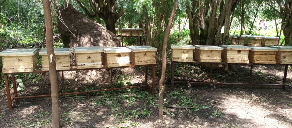 min_waterUg's tweet photo. #MWEworks: Starter kits included pigs and apiculture materials. For the Apiarists, a fully fledged model apiary was established during the supply. @StateHouseUg @HonSekindi @okidi64 @OPMUganda @NelsapCu @Ogwete_S @AfDB_Group @GovUganda @MosesWatasa
#LEAFII Project https://t.co/uIv0rI79r4
