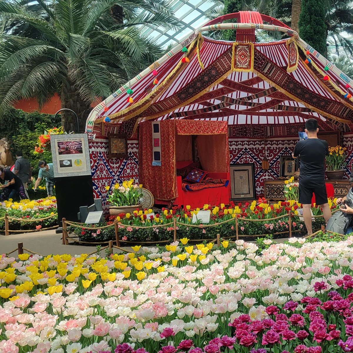 Jo Tyndall (@jotyndallnz) on Twitter photo Look what a difference a few days make! Last week’s (near) lone bloom at #Tulipmania has become a dazzling display of 🌷 from New Zealand <a href="/GardensbytheBay/">gardensbythebay</a> Look what a difference a few days make! Last week’s (near) lone bloom at #Tulipmania has become a dazzling display of 🌷 from New Zealand <a href="/GardensbytheBay/">gardensbythebay</a>