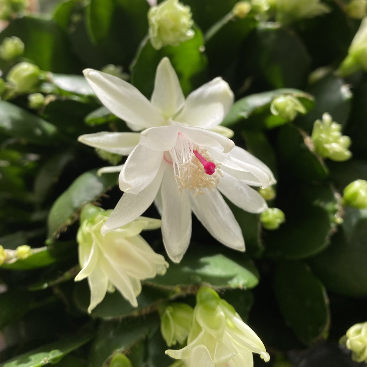 תג シャコバサボテン בטוויטר