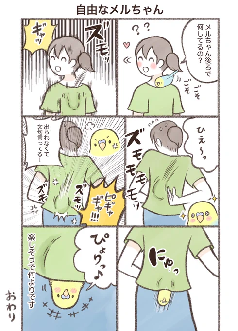 マンガ「自由なメルちゃん」#セキセイインコ #漫画が読めるハッシュタグ 