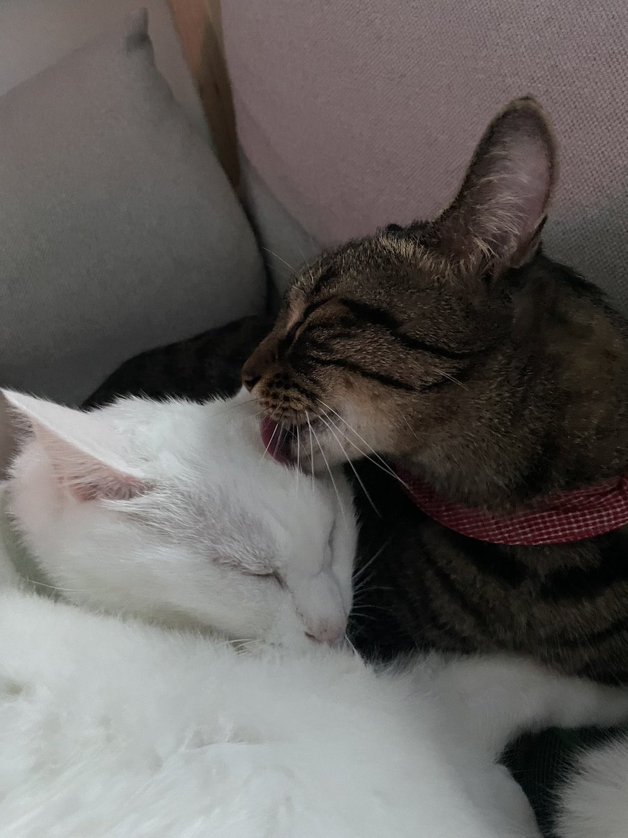 ZIandHUYA's tweet image. 애들이 붙어서 잔다? 
애들이 붙어서 서로 그루밍 해준다? 
날씨가 쌀쌀해진 증거