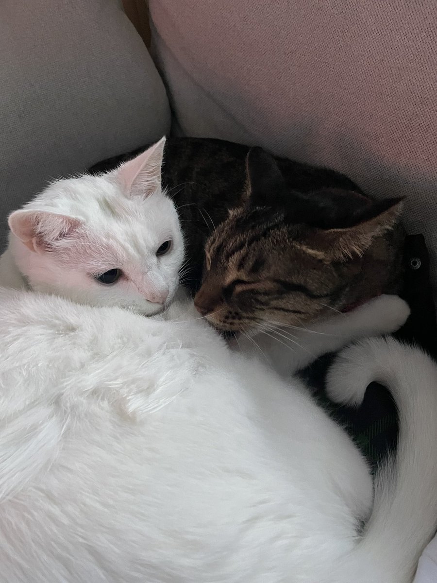 ZIandHUYA's tweet image. 애들이 붙어서 잔다? 
애들이 붙어서 서로 그루밍 해준다? 
날씨가 쌀쌀해진 증거