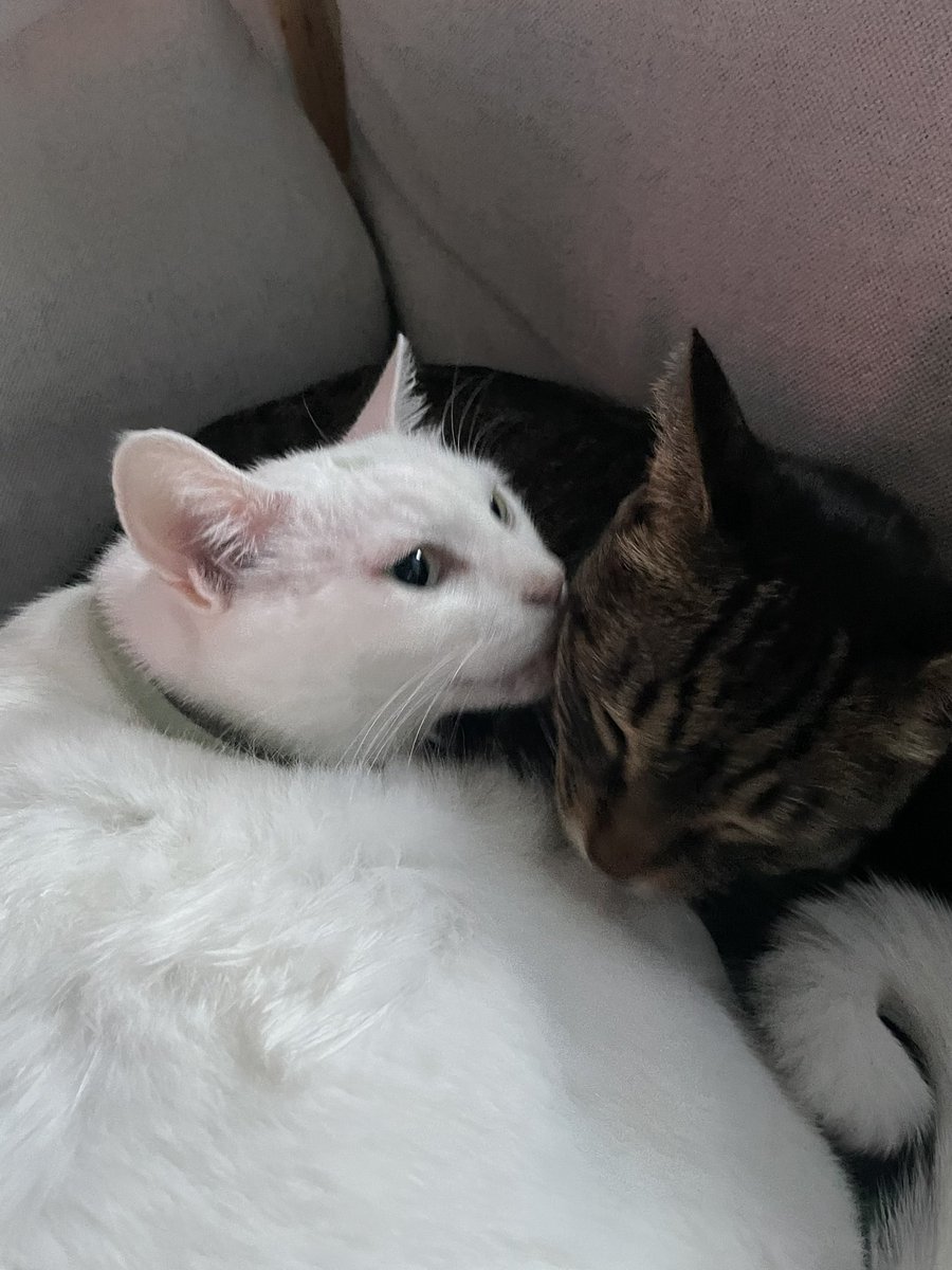 ZIandHUYA's tweet image. 애들이 붙어서 잔다? 
애들이 붙어서 서로 그루밍 해준다? 
날씨가 쌀쌀해진 증거