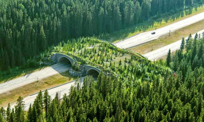 LMPositif's tweet photo. 🇨🇦 Au Canada, ce pont a permis de réduire de 80 % les collisions liées aux animaux ! 👏 https://t.co/R24rqZKeDn