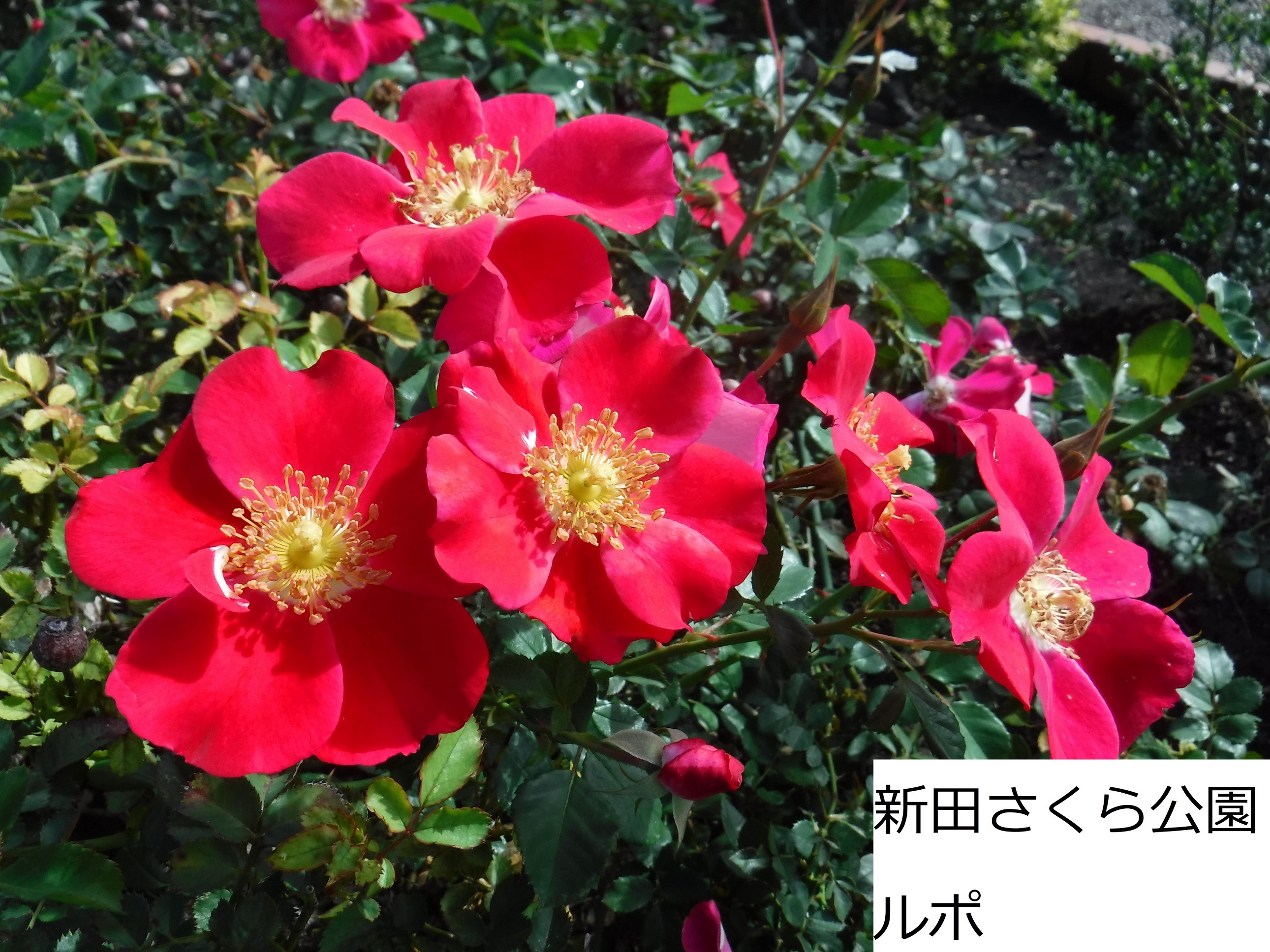 تويتر 足立区役所 على تويتر 秋バラ が見頃 秋 の バラ の特徴は 春に比べで花が小ぶりで色がはっきりしていることです 青和ばら公園 には つくばエクスプレス という名前の品種があります 名前の由来は 他の品種も紹介中 T Co Bletphljce