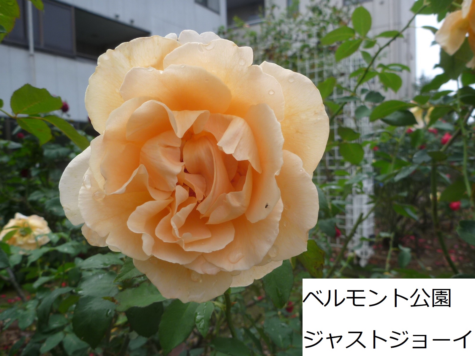 تويتر 足立区役所 على تويتر 秋バラ が見頃 秋 の バラ の特徴は 春に比べで花が小ぶりで色がはっきりしていることです 青和ばら公園 には つくばエクスプレス という名前の品種があります 名前の由来は 他の品種も紹介中 T Co Bletphljce