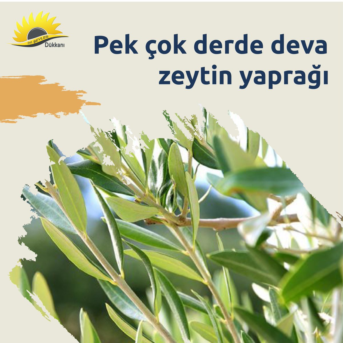 DukkanIyi's tweet photo. Zeytin yaprağının faydaları nelerdir sorusunun cevabı; tabi ki uzun bir ömrün sırrı zeytin yaprağında saklıdır. Bizlere şifa veren özellikleriyle geçmiş tarihlerden günümüze baş tacı olan zeytin ağacı ve yapraklarının faydalarını saymakla asla bitiremeyiz. https://t.co/tex8s1HJ41