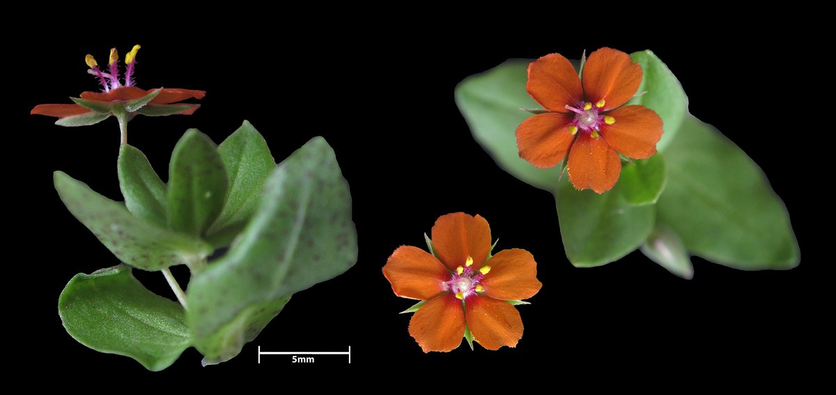 #Anagallis arvensis #Primulaceae #Wexford #Ireland #macrophotography #blackbackground #Orange