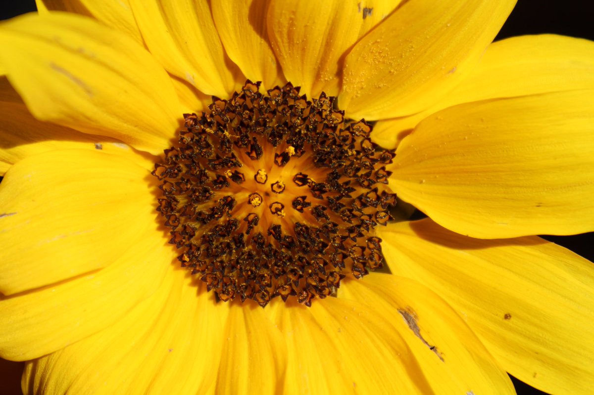 Alicehicks_'s tweet photo. Who knew this is not a single flower, but several tiny ray and disc florets?! A beautiful Sunflower from our botany practical #MScSiSS @UniofReading!! @drmgoeswild #asteraceae #capitulum #sunflower #ray #disc https://t.co/sPerclkpGg