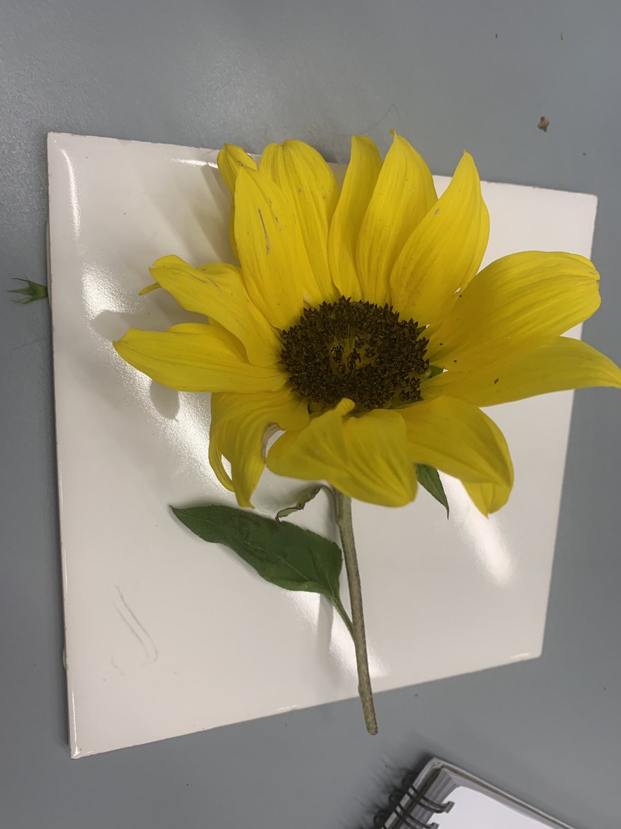 Alicehicks_'s tweet photo. Who knew this is not a single flower, but several tiny ray and disc florets?! A beautiful Sunflower from our botany practical #MScSiSS @UniofReading!! @drmgoeswild #asteraceae #capitulum #sunflower #ray #disc https://t.co/sPerclkpGg